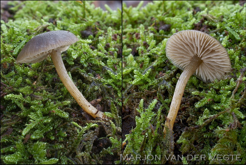 Hertensatijnzwam - Entoloma zuccherellii