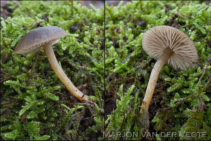 Hertensatijnzwam - Entoloma pluteisimilis