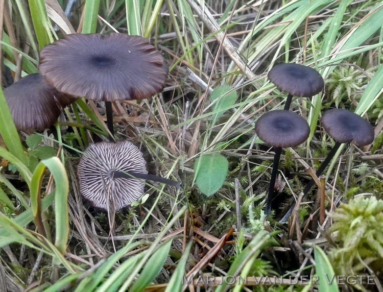 Schubbig staalsteeltje - Entoloma asprellum