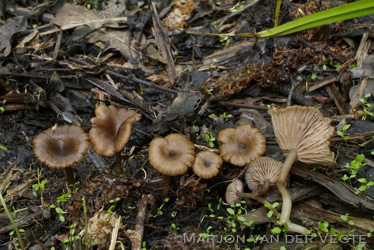 Ranzige elzensatijnzwam - Entoloma caccabus