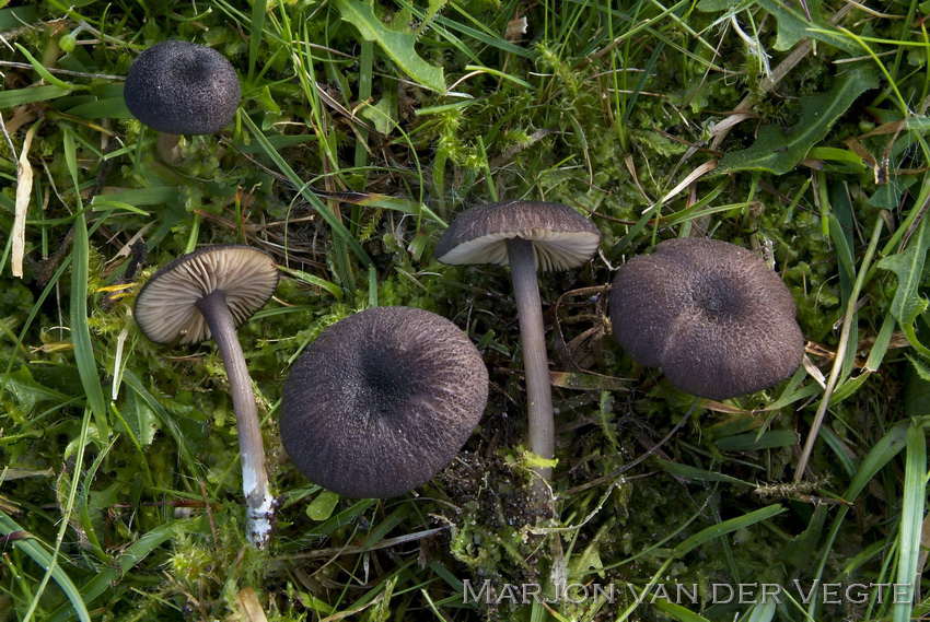 Porfiergrijze satijnzwam - Entoloma porphyrogriseum