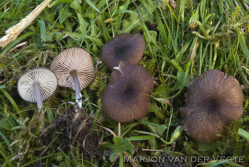 Porfiergrijze satijnzwam - Entoloma porphyrogriseum