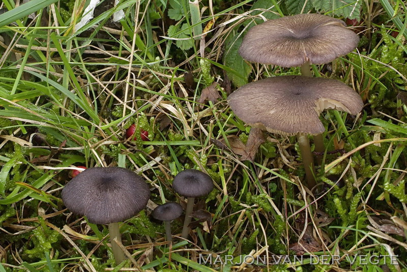 Porfiergrijze satijnzwam - Entoloma porphyrogriseum