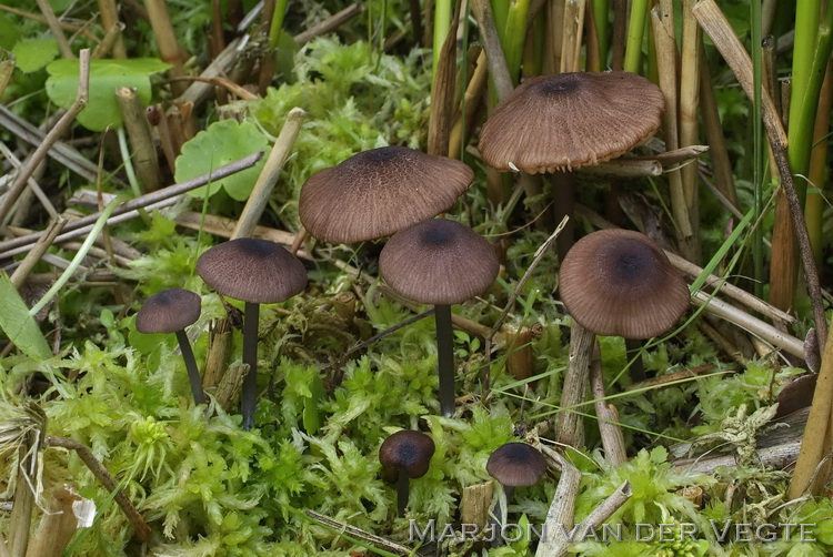 Schubbig staalsteeltje - Entoloma asprellum