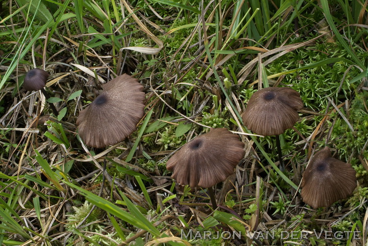 Schubbig staalsteeltje - Entoloma asprellum