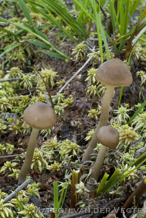 Entoloma pseudoconferendum - Entoloma pseudoconferendum