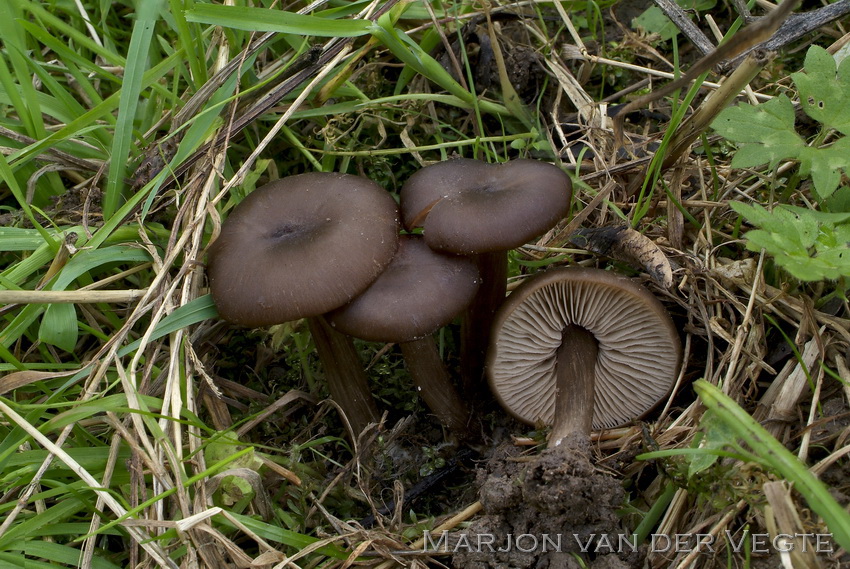 Entoloma pseudosericeoides - Entoloma pseudosericeoides