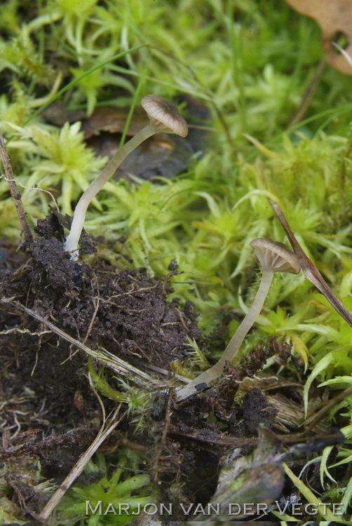 Kleine tepelsatijnzwam - Entoloma pygmeopapillatum