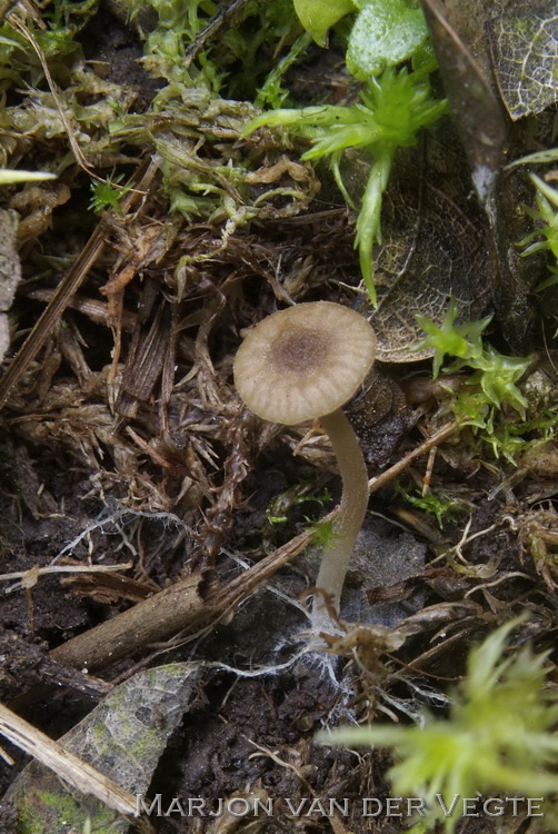 Kleine tepelsatijnzwam - Entoloma pygmeopapillatum