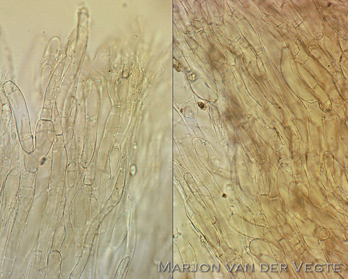 Kleine tepelsatijnzwam - Entoloma pygmeopapillatum