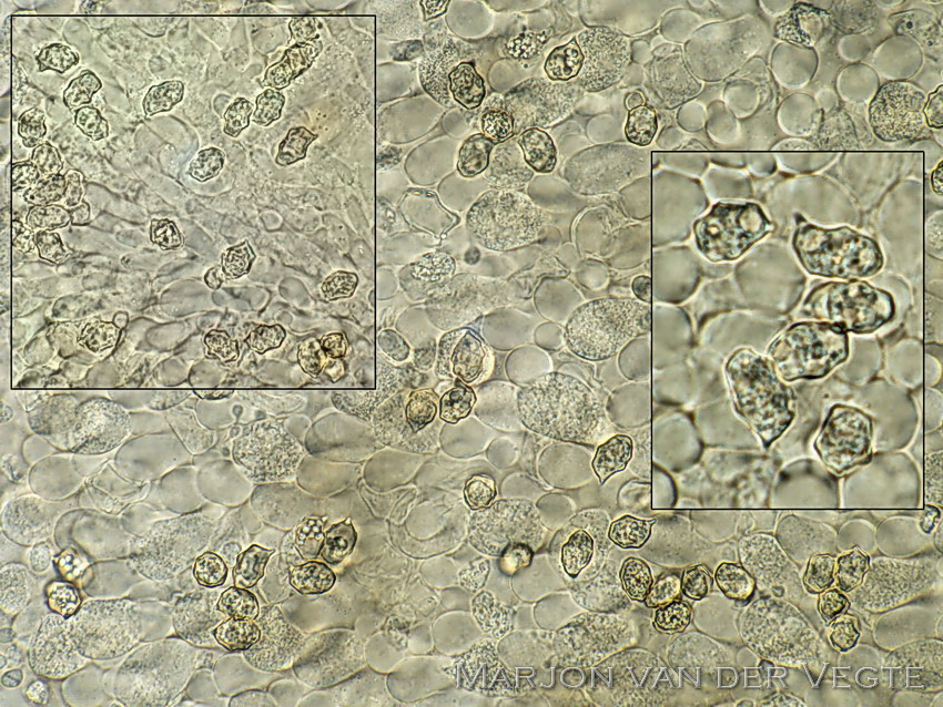 Knobbelspoorsatijnzwam - Entoloma undulatosporum