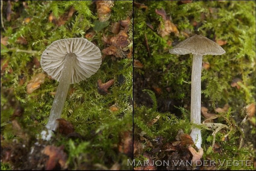 Knobbelspoorsatijnzwam - Entoloma undulatosporum