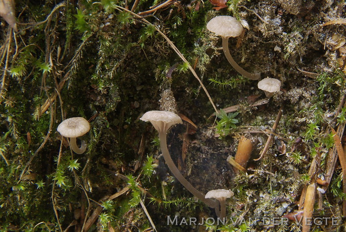 Dwergsatijnzwam - Entoloma rhodocylix