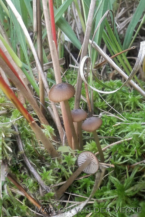 Kubusspoorsatijnzwam - Entoloma rhombisporum