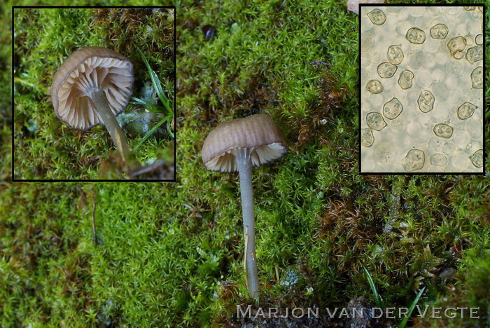 Entoloma graphitipes - Entoloma graphitipes