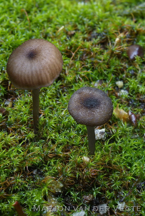 Entoloma graphitipes - Entoloma graphitipes