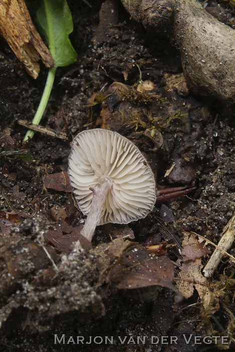 Bleke stippelsteelsatijnzwam - Entoloma allochroum