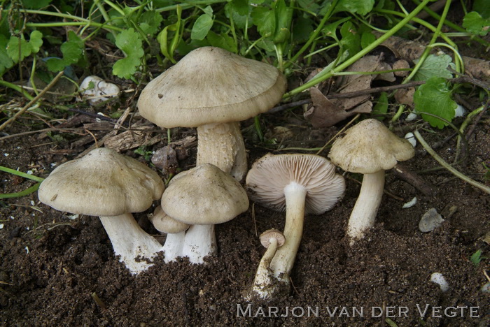 Harde voorjaarssatijnzwam - Entoloma clypeatum f. pallidogriseum