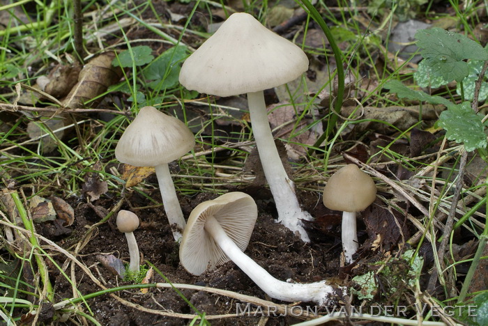 Moerasbossatijnzwam - Entoloma sericatum