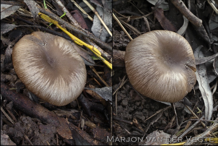 Grote trechtersatijnzwam - Entoloma costatum