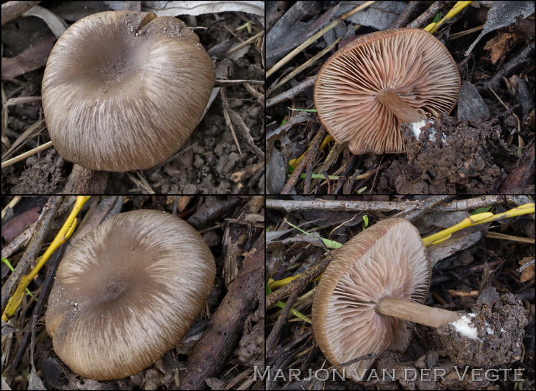 Grote trechtersatijnzwam - Entoloma costatum