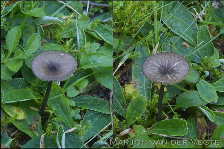 Bosstaalsteeltje - Entoloma incarnatofuscescens