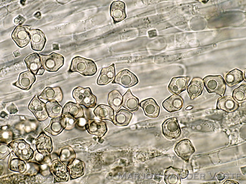 Bleekbruin staalsteeltje  - Entoloma sodale