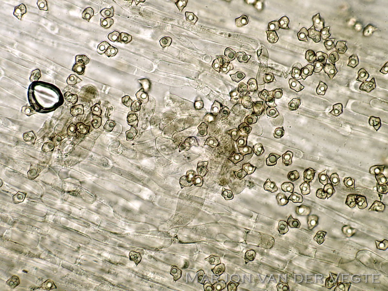 Bleekbruin staalsteeltje  - Entoloma sodale