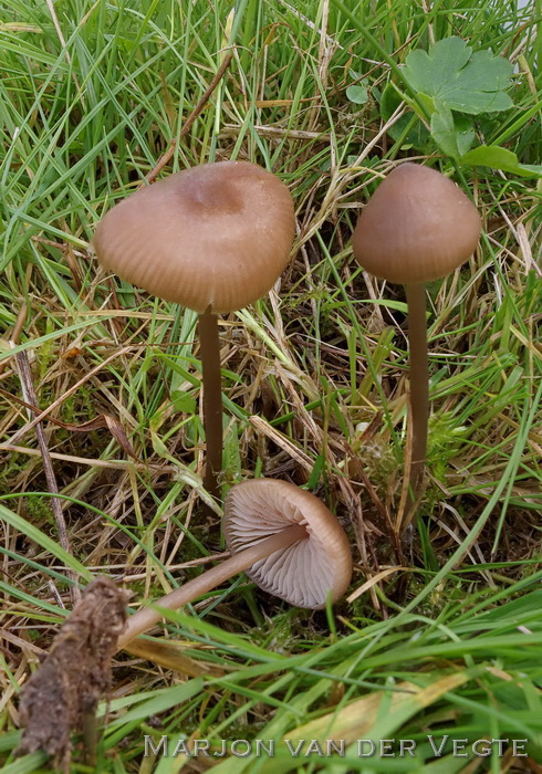 Helmsatijnzwam - Entoloma infula