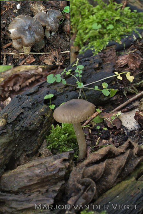 Groezelige satijnzwam - Entoloma sordidulum