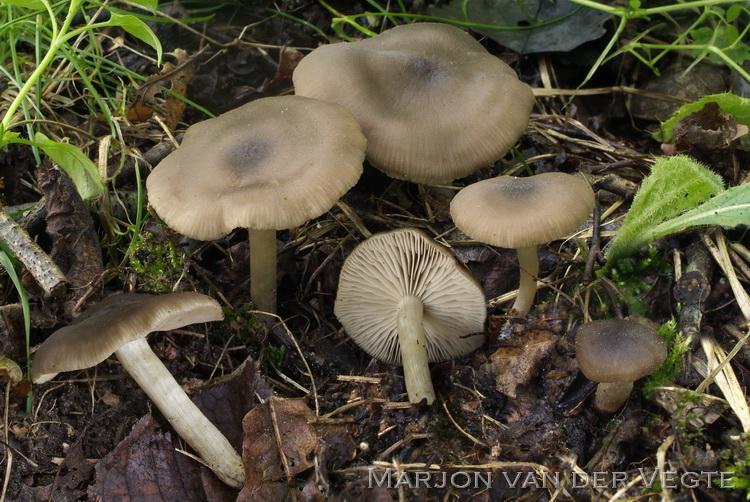 Groezelige satijnzwam - Entoloma sordidulum