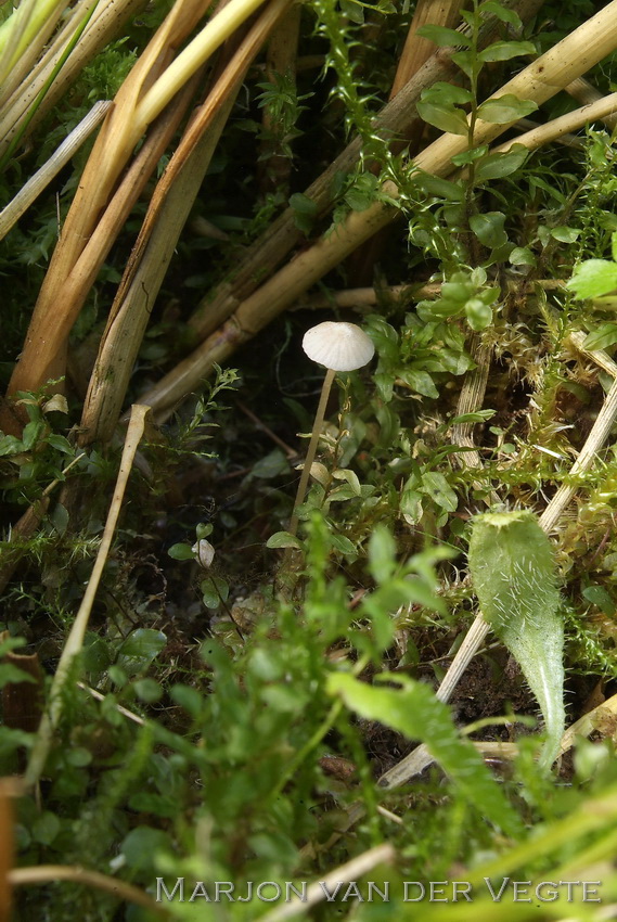 Entoloma occultatum - Entoloma occultatum