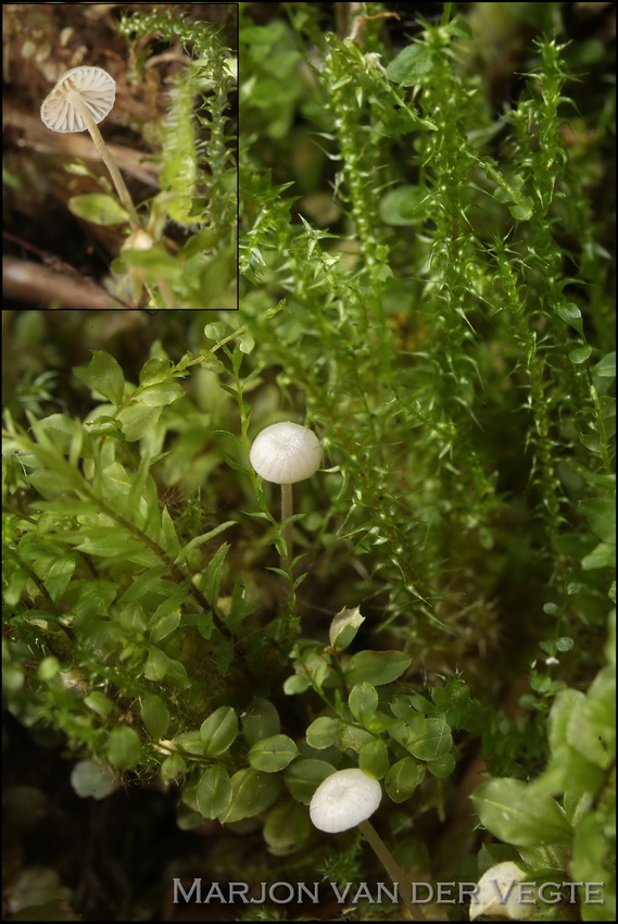 Entoloma occultatum - Entoloma occultatum