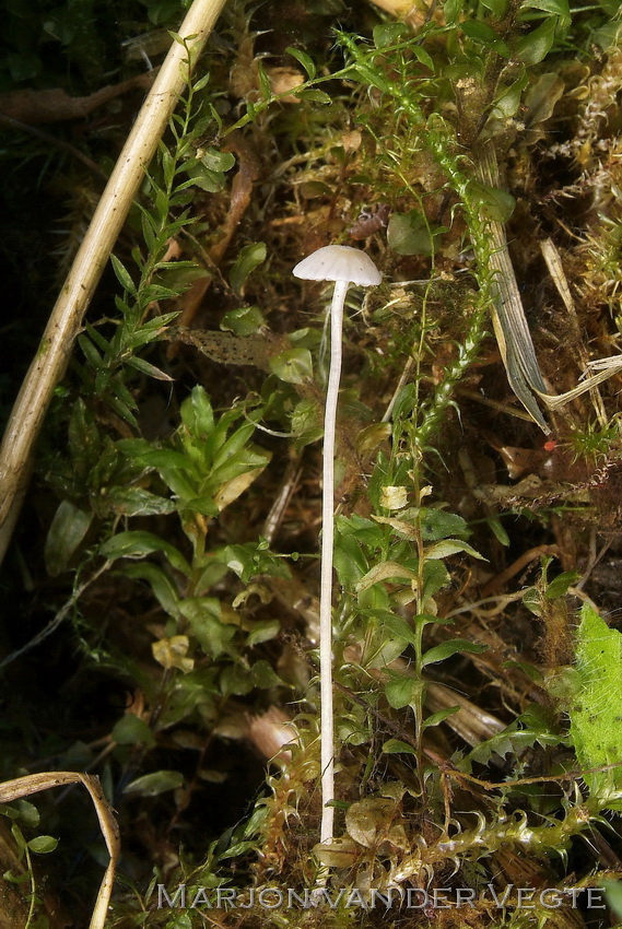 Entoloma occultatum - Entoloma occultatum