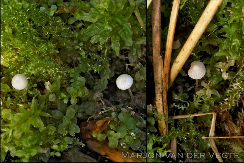 Entoloma occultatum - Entoloma occultatum