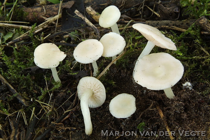 Witte bossatijnzwam - Entoloma speculum