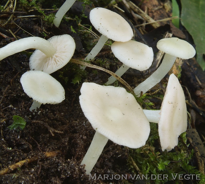 Witte bossatijnzwam - Entoloma speculum