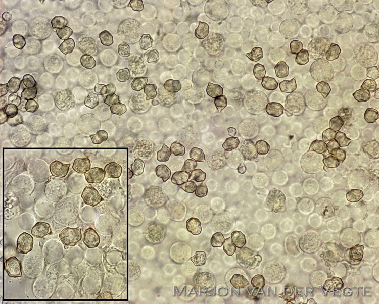 Witte bossatijnzwam - Entoloma speculum