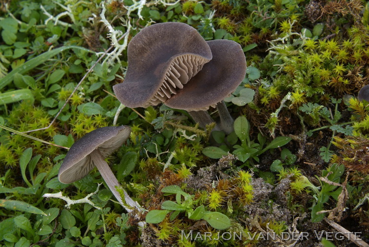 Zwartbruine satijnzwam - Entoloma vindobonense