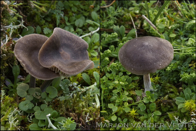 Zwartbruine satijnzwam - Entoloma vindobonense