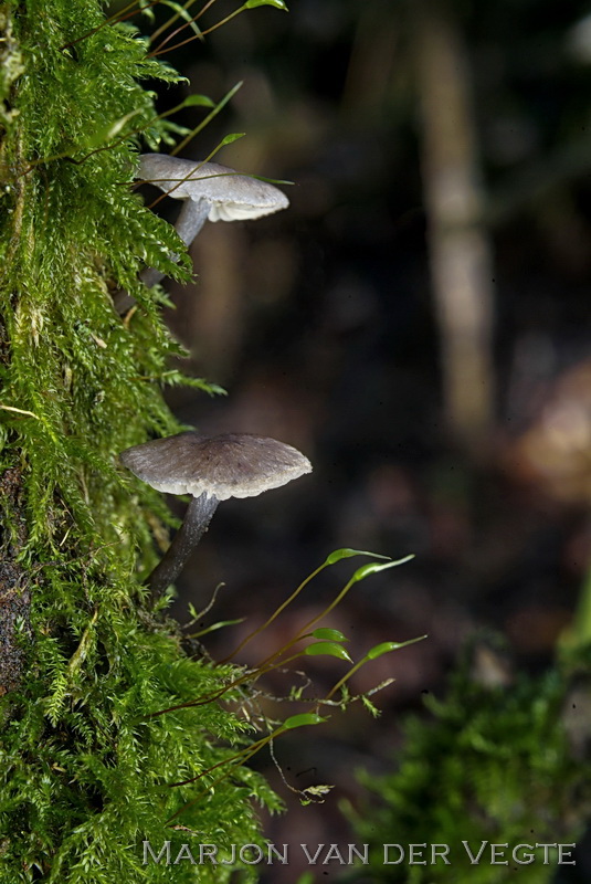 Stippelsteelsatijnzwam - Entoloma tjallingiorum