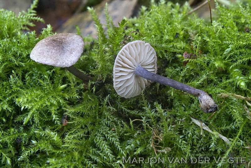 Stippelsteelsatijnzwam - Entoloma tjallingiorum