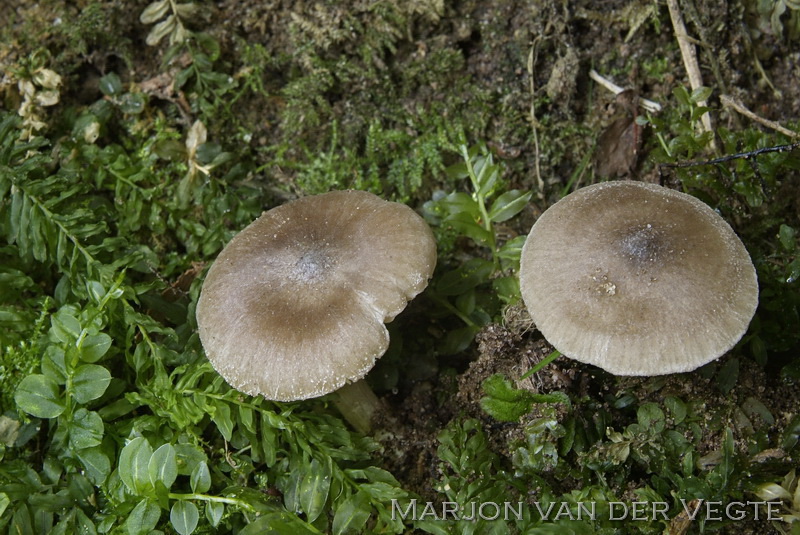 Broze satijnzwam - Entoloma transvenosum