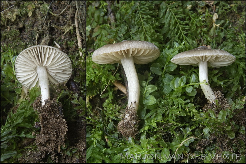 Broze satijnzwam - Entoloma transvenosum