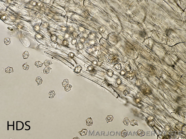 Broze satijnzwam - Entoloma transvenosum