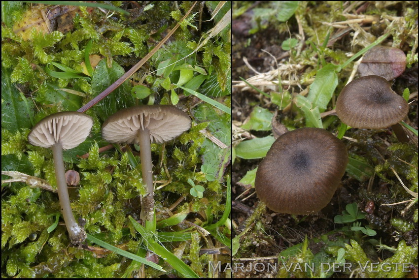 Knobbelspoorsatijnzwam - Entoloma undulatosporum