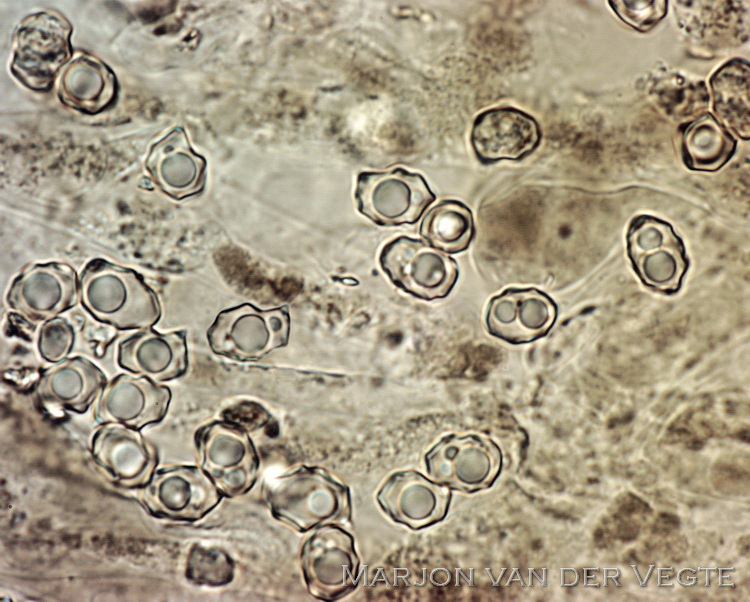 Knobbelspoorsatijnzwam - Entoloma undulatosporum