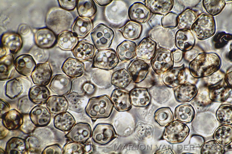 Breedplaatsatijnzwam - Entoloma ventricosum s.l.