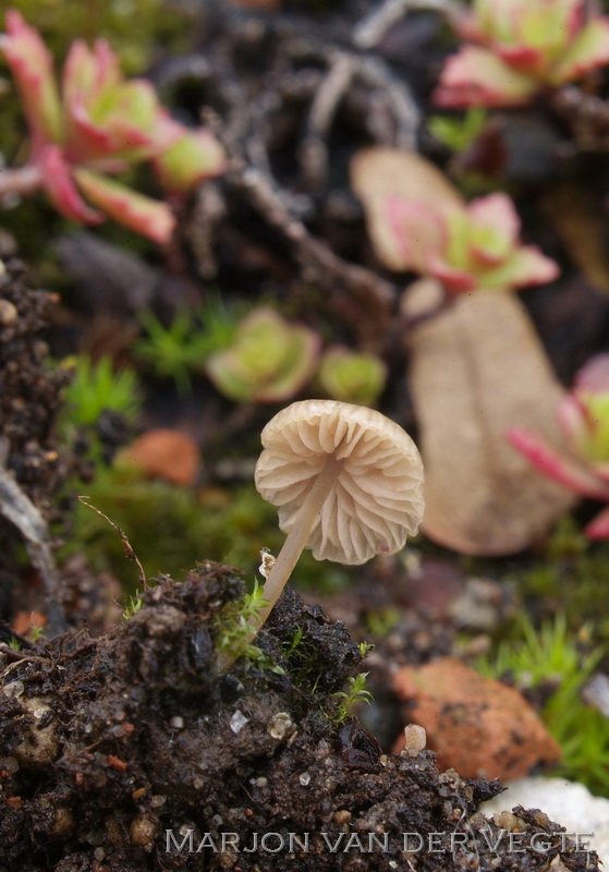 Breedplaatsatijnzwam - Entoloma ventricosum s.l.