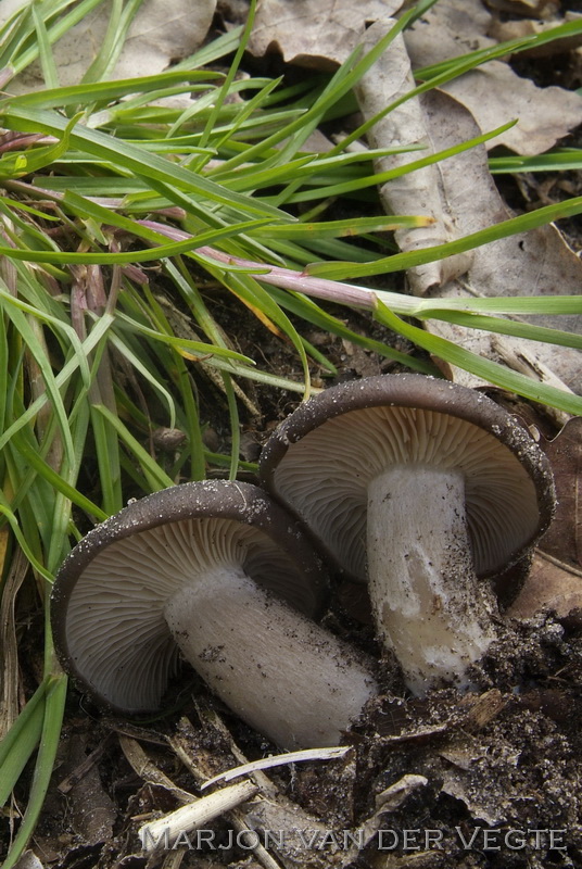 Zwartbruine satijnzwam - Entoloma vindobonense